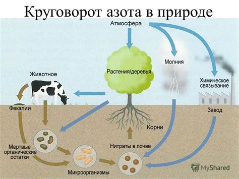 Идеальное соотношение углерода и азота