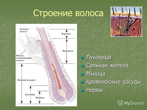 Избыток мелких волосяных фолликулов