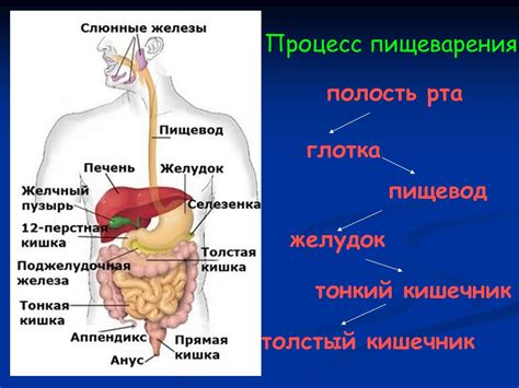 Изменение аппетита и нарушение пищеварения как признак инфекции глистами