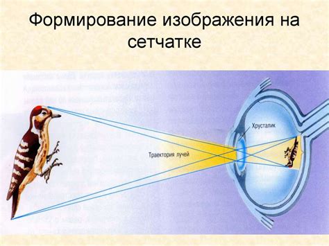 Изменение восприятия окружающего мира