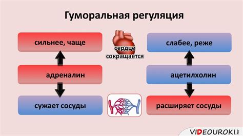 Изменение работы сердца и сосудов