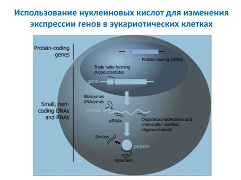 Изменения в клетках, характерные для паракератоза