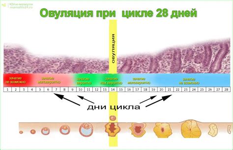 Изменения в организме в процессе овуляции