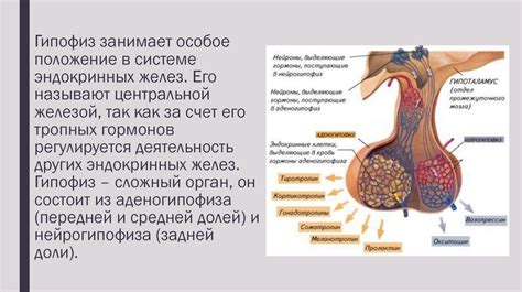 Изменения в работе гормональной системы