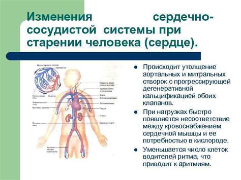 Изменения в работе сердечно-сосудистой системы