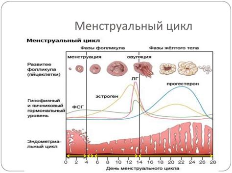 Изменения в яичниках перед овуляцией