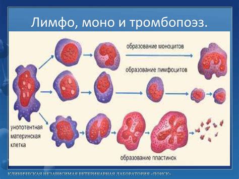 Изменения уровня лейкоцитов