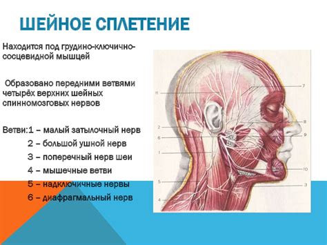 Изучаем структуру шеи человека