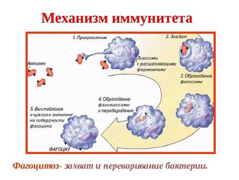 Иммунитет как первая линия защиты