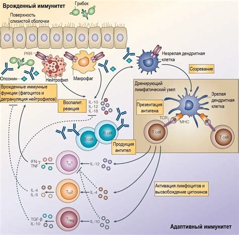 Иммунный ответ и защитные механизмы