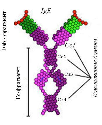 Иммуноглобулин Е и его роль в организме
