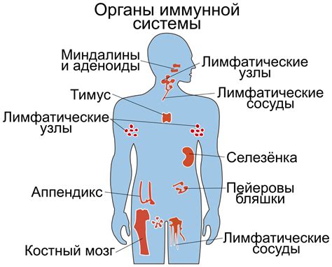 Иммунологические заболевания и их влияние на нейродинамику