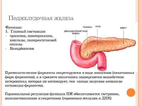 Индикаторы панкреатической функции