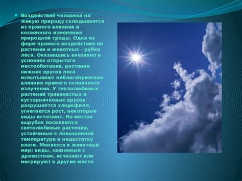 Инсоляция и освещенность: воздействие солнечных лучей на растения и животных