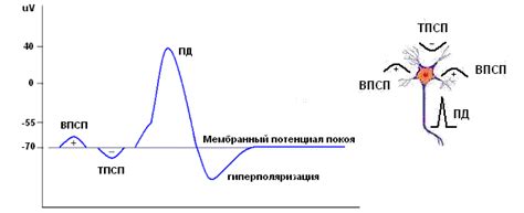 Интерпретация волновых характеристик в ЭЭГ у детей