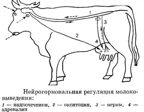 Интерпретация сна о вымени коровы полное молока