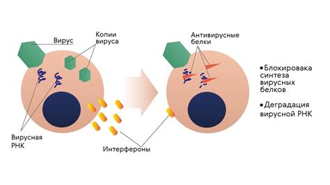 Интерфероны: естественный антивирусный механизм