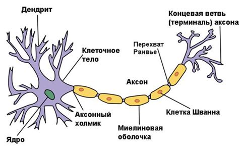 Исполнительный нейрон: что это?