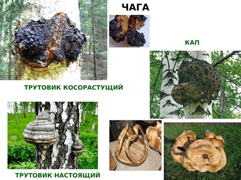 Использование гриба чага и гриба трутовика в медицине и кулинарии