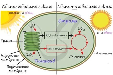 Использование источника энергии в темновой фазе в различных областях