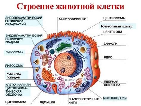 Использование клеток собственного организма в медицинских целях