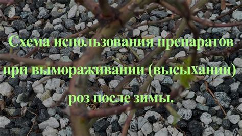 Использование специальных препаратов для роз