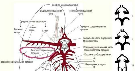 История развития и понимания виллизиева круга