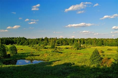 История создания Беловежского национального парка