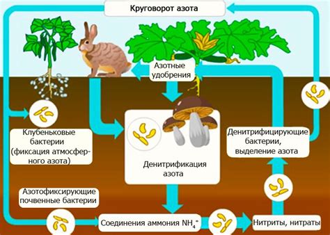 Источники азота и его потребление