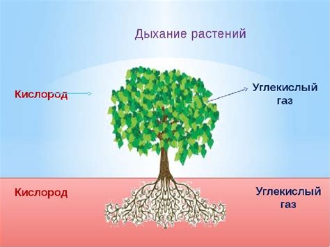 Источник жизни: дыхание растения