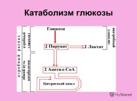 Какая роль глюкозы в организме