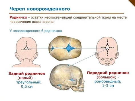 Какие кости есть у новорожденных?