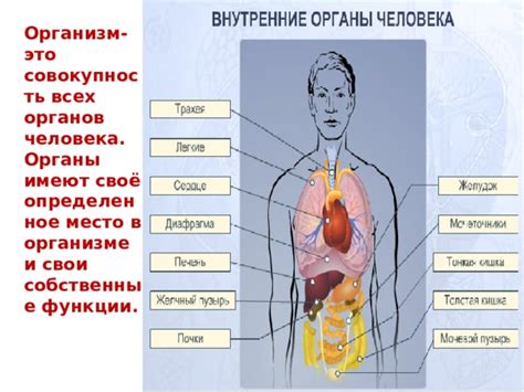 Какие органы и системы в организме могут быть задействованы в любовных отношениях?