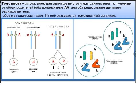 Какие понятия связаны с геном