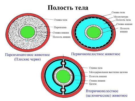 Какие различия между Креоном и эрмиталем?