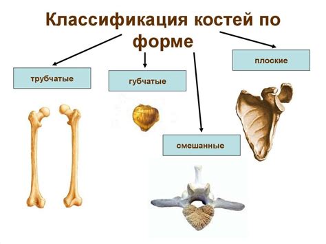 Какие типы опор составляют трубчатые кости