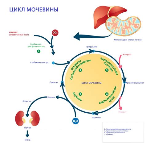 Какие факторы могут привести к повышению креатинина и мочевины? Как обнаружить повышенный уровень?