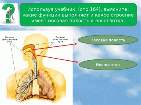 Какие функции выполняет носоглотка