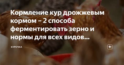 Каким кормом повысить твердость скорлупы кур