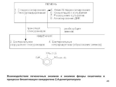 Какова роль энзимов в этом процессе?