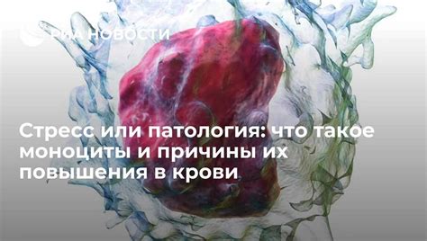 Каковы риски и осложнения повышенных уровней моноцитов и базофилов