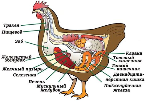 Какого пророческого значения имеет сон о куриной кости без мяса