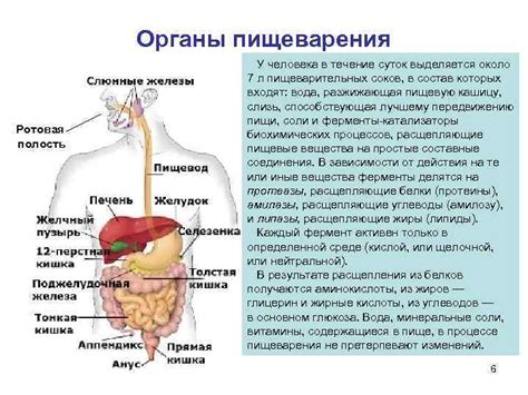 Какое значение имеет пережевывание пищи для пищеварения