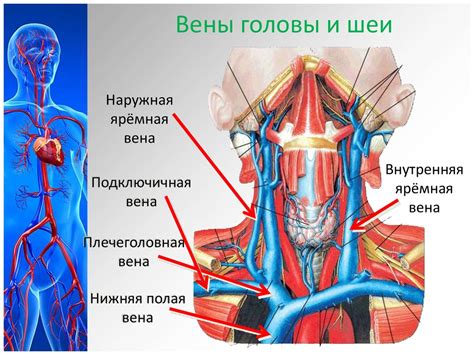 Какую роль играет самая длинная артерия в организме человека