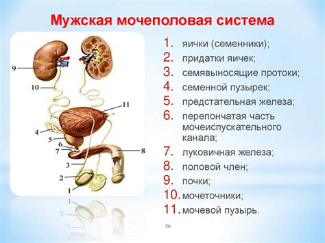 Какую роль играет структура мочеполовой системы?