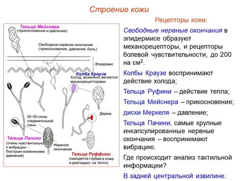 Какую роль играет тип кожи при выборе Кле́нзита?