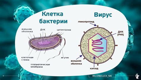 Как бактерии отличаются от вирусов?