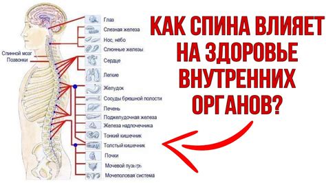 Как влияет белая спина на организм?