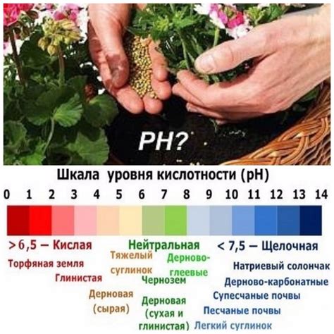 Как влияет кислотность или щелочность почвы на растения