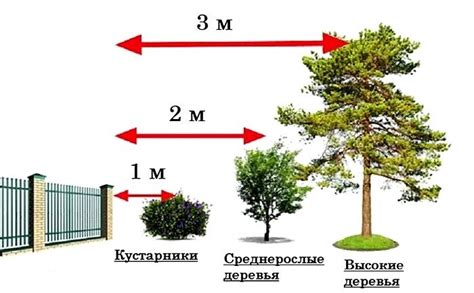 Как выбрать идеальное место для кустарников